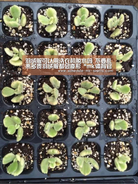 羽绒服可以用洗衣机脱水吗 不要乱来多贵羽绒服都会变形“mk体育官方”(图1) mk体育官方